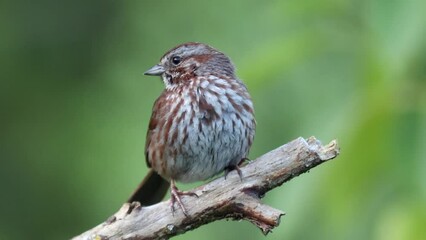 Wall Mural - Closeup of sparrow on tree branch singing a song on rainy day