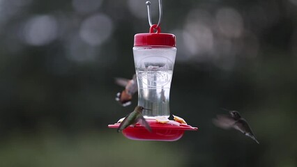 Poster - Small hummingbirds fighting over hanging bird feeder