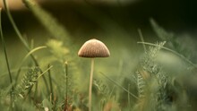 Single Pleated Inkcap Mushroom Surrounded By Tall Green Grass And Leaves In A Beautiful Forest