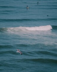 Canvas Print - Beautiful vertical shot of a gray and white seagull flying over a dark sea with low tides