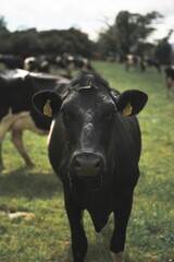 Sticker - Vertical shot of a black cow facing the camera with the rest of the herd behind in a green field