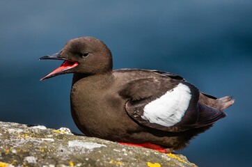 Wall Mural - Closeup of black guillemot on a rock with an open mouth