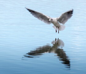 Sticker - Black Headed Gull landing on the surface of calm water.