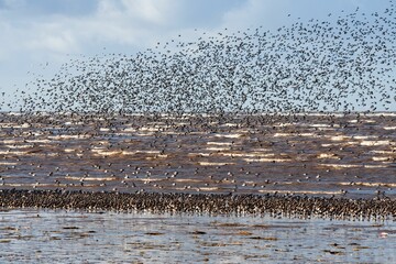 Wall Mural - Several hundred wading birds flying up from a shoreline against a blue sky with white clouds.