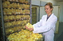 Female Farmer Holds Chicks In Hand, Baby Chicken Hatched From Eggs In Incubator. Hatching Farm, Close Up