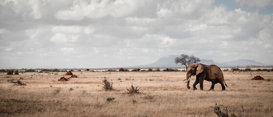 Sticker - African bush elephant in a distance walking on the red desert under cloudy sky