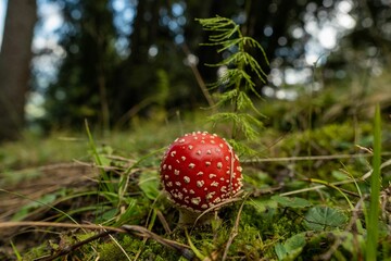 Sticker - Closeup shot of a red mushroom in a forest during the day