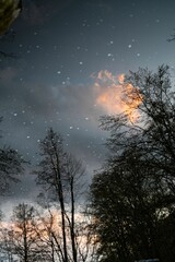 Wall Mural - Silhouette of trees against the starry sky