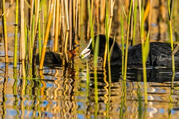 Canvas Print - Two Eurasian coot birds in a lake with long grass in it