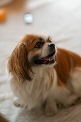 Wall Mural - Closeup of an adorable Pekingese dog on the floor of a room