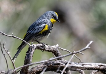 Wall Mural - Selective of an Audubon's warbler (Setophaga auduboni) on a branch