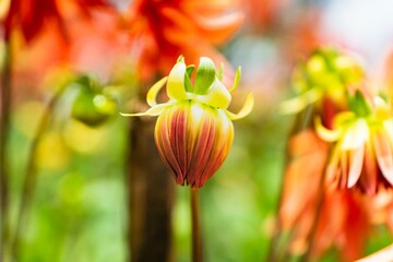 Wall Mural - Closeup of a beautiful Dahlia pinnata flower growing in a garden