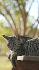 Poster - Closeup of two gray tabby cats resting on a wooden table in the park.