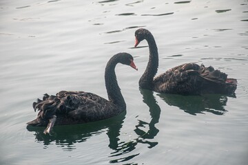 Sticker - Selective of black swan (Cygnus atratus) in a lake