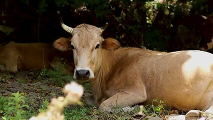 Poster - Domestic bull resting in the field