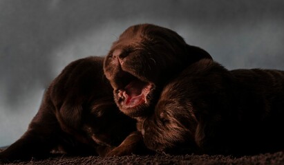 Wall Mural - Closeup of adorable brown puppies laying on the ground side by side and sleeping