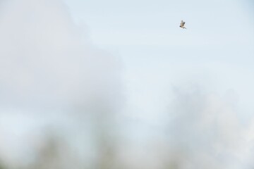 Sticker - Selective focus shot of a kestrel bird flying in a clear sky