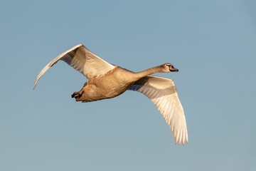 Sticker - Selective focus shot of a juvenile swan flying in a clear blue sky