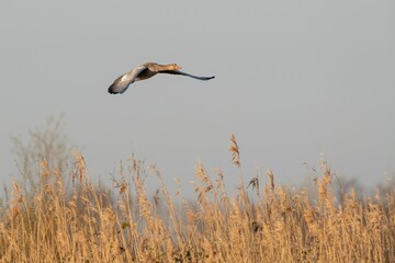 Sticker - Goose flying over the field against the gray sky on the blurred background