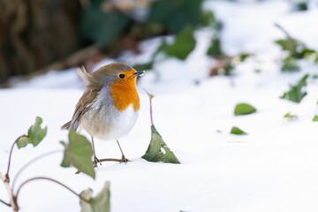 Poster - Closeup of a cute European robin (Erithacus rubecula) resting on the snow on the blurred background