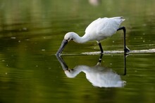 Beautiful View Of Spoonbill In The Lake