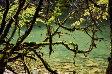 Sticker - Mossy tree near a lake