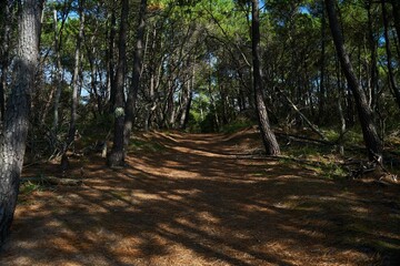 Sticker - Small path in a forest