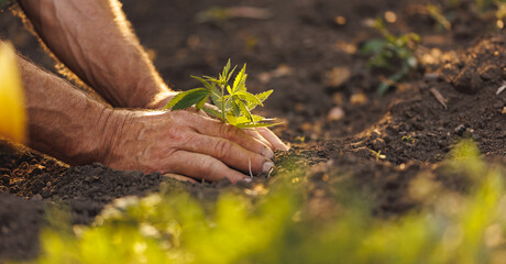 Wall Mural - Concept farm marijuana plantation banner. Farmer hands holds baby cannabis plant