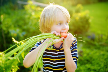 Wall Mural - Happy little boy helps family to harvest of organic homegrown vegetables at backyard of farm. Child eating a fresh carrot and having fun. Healthy vegetarian food. Harvesting.