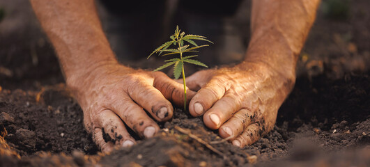 Wall Mural - Farmer hands holds baby cannabis plant. Concept farm marijuana plantation banner