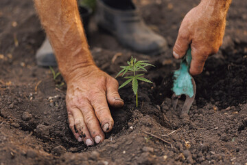 Wall Mural - Farmer planting cannabis plant in ground. Concept farm marijuana plantation