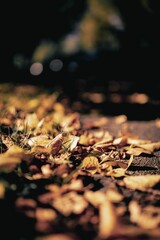 Sticker - Closeup of dry fallen leaves covering the ground