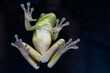 © Ed Angel/Wirestock Creators - White Lipped Green Tree frog