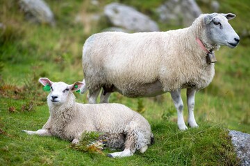 Sticker - Closeup of two wooly Lleyn sheep with a ring bell and ear tags resting in green pasture