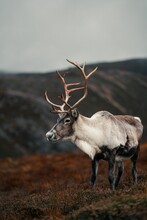 Vertical Shot Of A Mountain Reindeer (Rangifer Tarandus Tarandus) Looking Aside