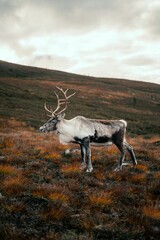 Canvas Print - Vertical shot of a mountain reindeer (Rangifer tarandus tarandus) standing on the mountain slope