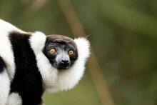 Portrait Of Black And White Ruffed Lemur (Varecia Variegata)