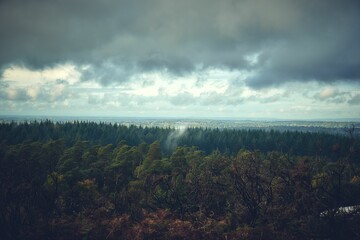 Cloudy sky over a forest with tall trees