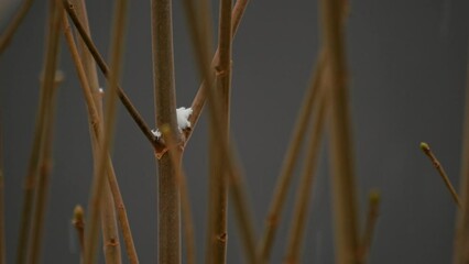 Close-up view of leafless tree branches in a garden