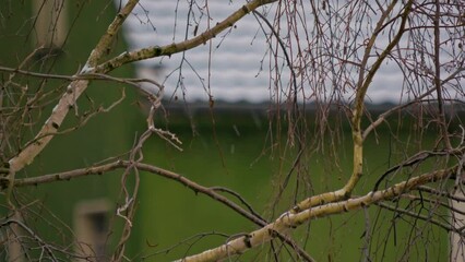 Close-up view of leafless tree branches in a garden