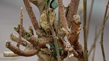 Close-up view of leafless tree branches in a garden
