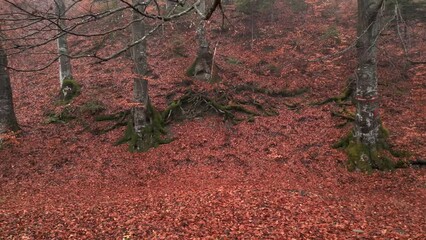 Poster - Scenic forest full of trees and reddish and brown autumn leaves