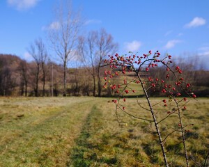 Poster - Close-up shot of rosehips growing on tree branches