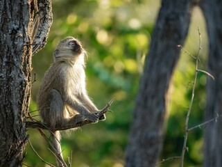 Sticker - Shallow focus shot of a monkey on the tree