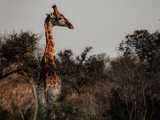 Poster - Giraffe in the safari at sunset