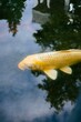 © B P/Wirestock Creators - You can see a yellow koi in the lake. In the pond a yellow fish and a red koi swim in a circle.