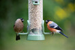 A pair of bullfinches (pyrrhula pyrrhula) feeding at a bird feeder filled with sunflower hearts in a garden with green foliage, natural, background - Yorkshire, UK in June