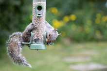 Female Grey Squirrel (sciurus Carolinensis) Is Eating From A Bird Feeder Filled With Sunflower Hearts In Garden, Yorkshire, UK In June