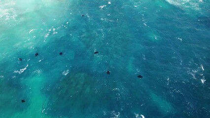 Wall Mural - Aerial view of manta rays swimming in the sea