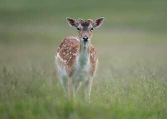 Sticker - Selective focus shot of a beautiful brown spotted doe on a grassy field